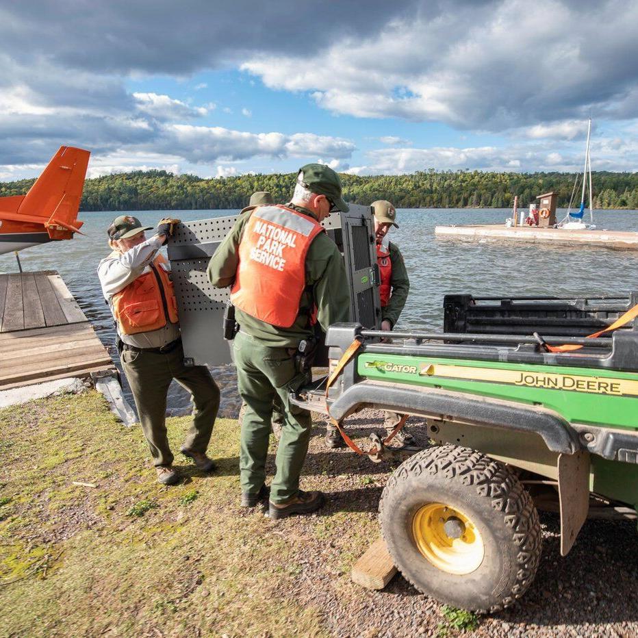 Unexpected medical issue grounds Isle Royale wolf-moose survey